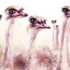 254. Ostrich Photo Shoot (Print) - Marietjie Viljoen Art