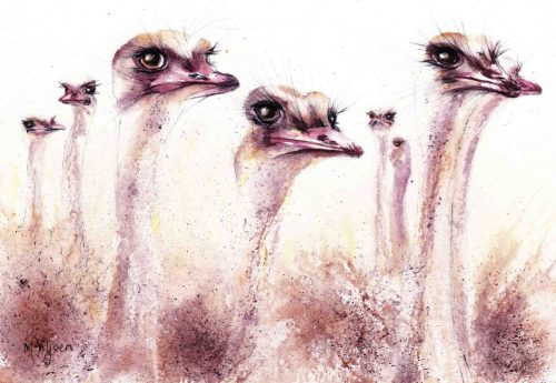 254. Ostrich Photo Shoot (Print) - Marietjie Viljoen Art